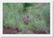 07AkagaraPMGameDrive - 12 * Red-necked Spurfowl.